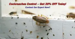 # Pest Control Experts – Book n Get 30AED OFF - 3