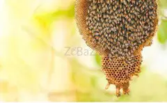 # Beehive Removal – 24x7H Available Dubai