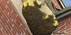 # Beehive Removal – 24x7H Available Dubai