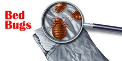# Pest Control DXB @99AED Only - 3