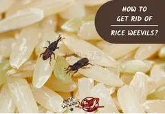 # Pest Control DXB @99AED Only - 4
