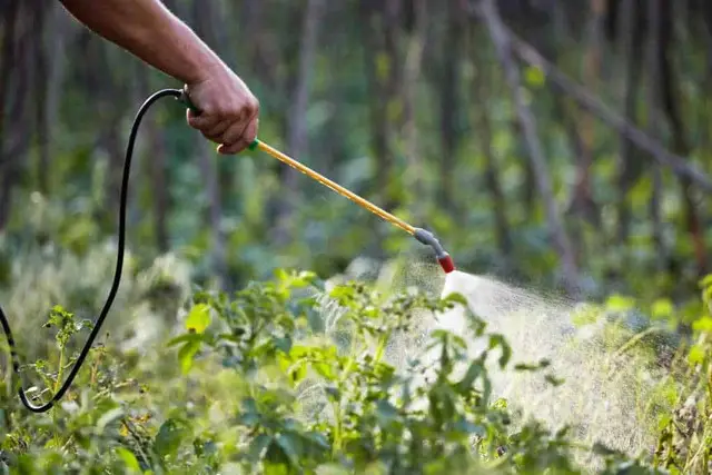 # Pest Spray Treatment – Odorless & Safe - 1