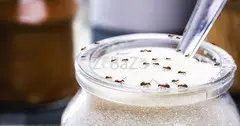 # Ants Pest Control – Fair Prices & Quality - 1