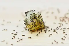 # Ants Pest Control – Fair Prices & Quality