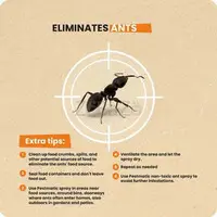 # Ants Pest Control – Fair Prices & Quality - 3