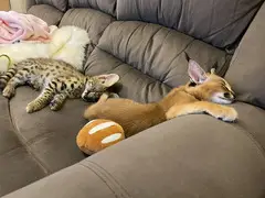 serval , caracal kittens available - 1