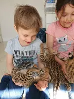 serval , caracal kittens available - 2