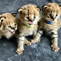 serval , caracal kittens available - 3