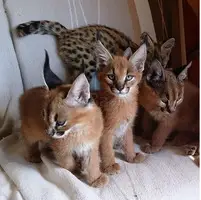serval , caracal kittens available - 4