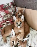 serval , caracal kittens available - 5