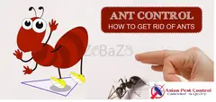# Best Ants Treatment – Eco Friendly & Organic