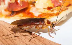 # Best Pest Control – Best Budget I Get Up To 30% OFF