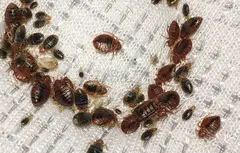 # Top 10 Listed Pest Control – Summer Deals !