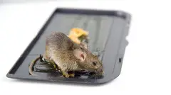 # Top 10 Listed Pest Control – Summer Deals !