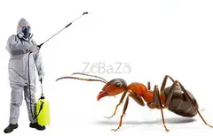 # Top 10 Listed Pest Control – Summer Deals !