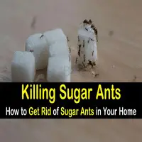 # Top 10 Listed Pest Control – Summer Deals !