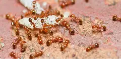 # Top 10 Listed Pest Control – Summer Deals !