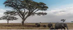 Tanzania Safari Tours | Book Tanzania Tours with Face of Africa
