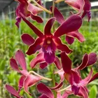 Online Orchid Plant Purchase in India - 1