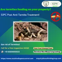 Termite Control in Kochi - 1