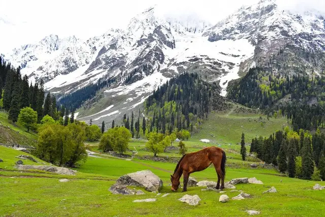 Exotic Kashmir Tour Package By EaseOtrip.com - 1