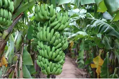 Banana Exporters from India - 1
