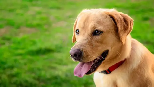 Labrador Retriever Puppies For Sale In Pune - 1