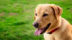 Labrador Retriever Puppies For Sale In Pune - 1