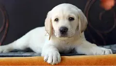 Labrador Retriever Puppies For Sale In Pune - 2