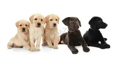 Labrador Retriever Puppies For Sale In Pune - 3