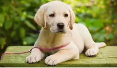 Labrador Retriever Puppies For Sale In Pune - 4