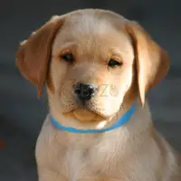 Labrador Retriever Puppies For Sale In Pune - 5