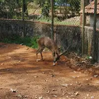 Bondla Wildlife Sanctuary In Goa - Journey Into Nature’s Untamed Beauty!