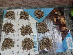 TOP 20 RAW CASHEW NUTS WHOLESALER IN AGRA 7550251115