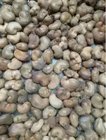 TOP 20 RAW CASHEW NUTS WHOLESALER IN AGRA 7550251115