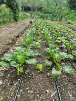 Massive Mountain Estate for sale. Salitral Santa Ana Costa Rica.