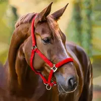Capezza Cavallo Imbottita in Nylon con Regolazione Multipla e Finitura Opaca
