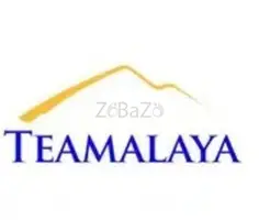 Teamalaya Jobs Doha - 1