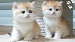 buy kittens online - 2