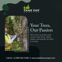 Affordable Tree Trimming Services in Stockton | Same Day Service - 1