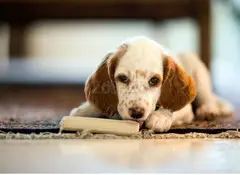 Say Goodbye to Unwanted Pet Odors: Expert Pet Odor Removal in Lincoln - 1