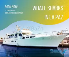 Best Whale Shark Private Tour in La Paz