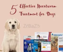 Shop Top 5 Heartworm Treatment for Dogs with Free Shipping - 1