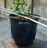 Berry Grow Pots Wholesale