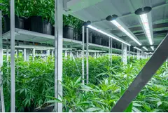 Mobile Vertical Grow Rack System