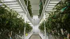 Mobile Vertical Grow Rack System