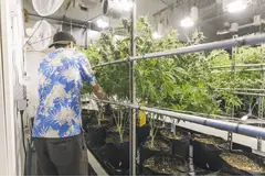 Mobile Vertical Grow Rack System