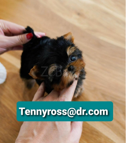 Teacup Yorkies Puppies Available - 1/4
