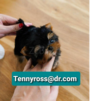 Teacup Yorkies Puppies Available - 1