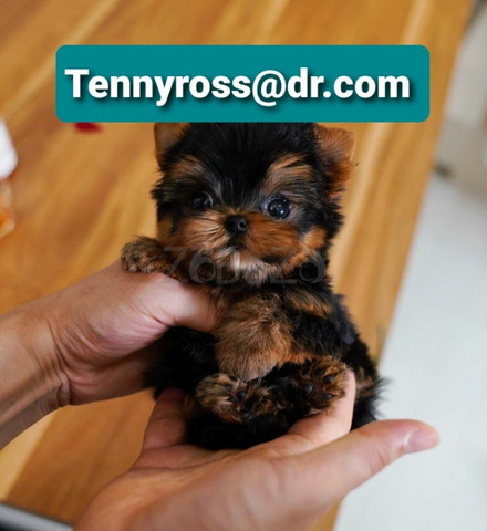Teacup Yorkies Puppies Available - 2/4